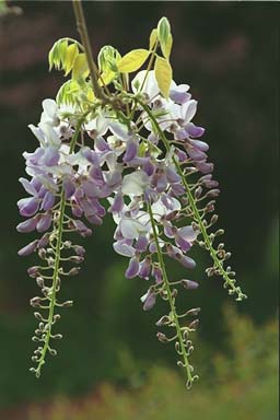 Wisteria