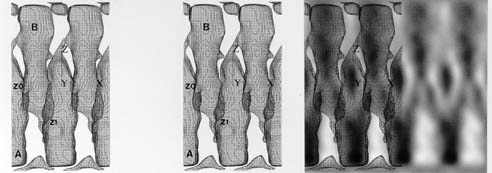 Z-band_plaice_3D_10_view.jpg (28875 bytes)