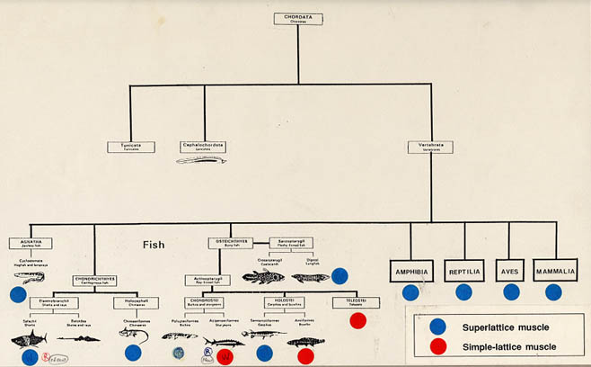 evo-chart-pkl.jpg (43328 bytes)